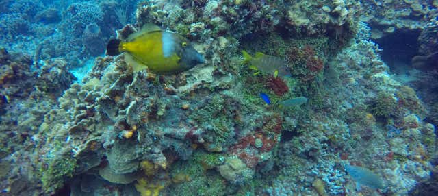 Giro in catamarano a Cozumel + Snorkeling