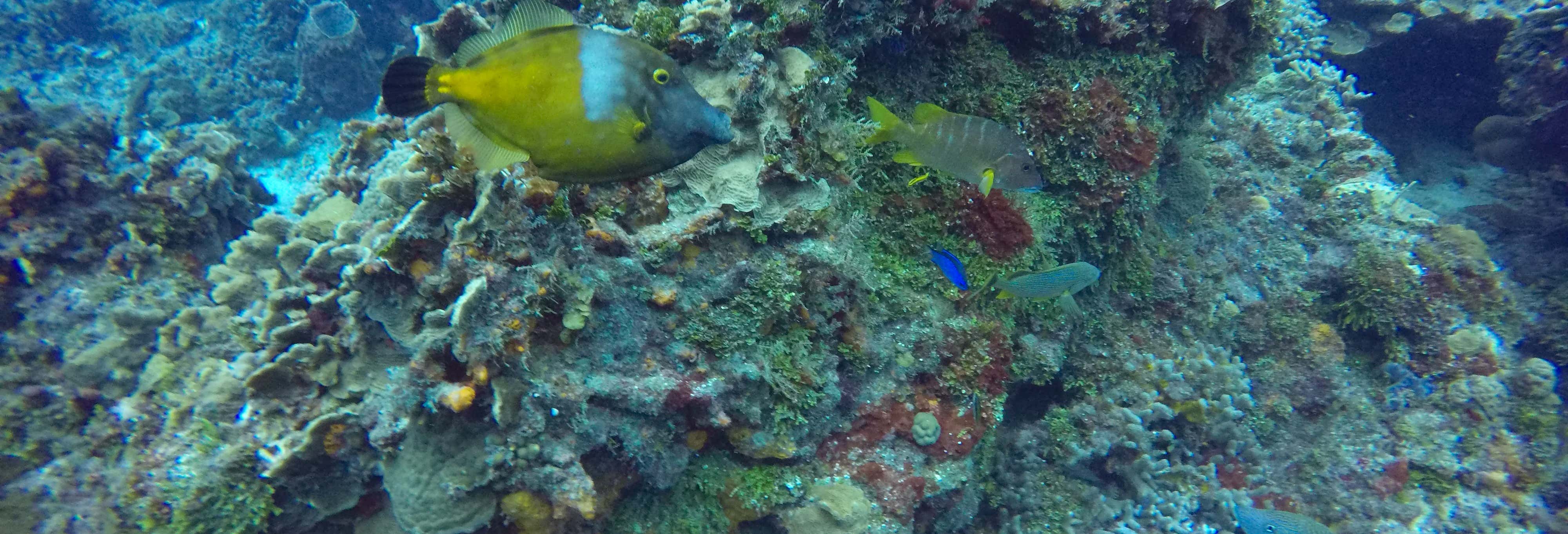 Giro in catamarano a Cozumel + Snorkeling