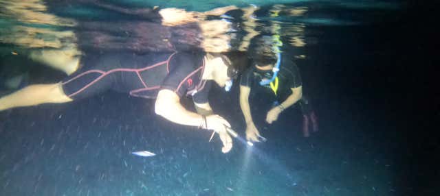 Snorkeling serale a Cozumel