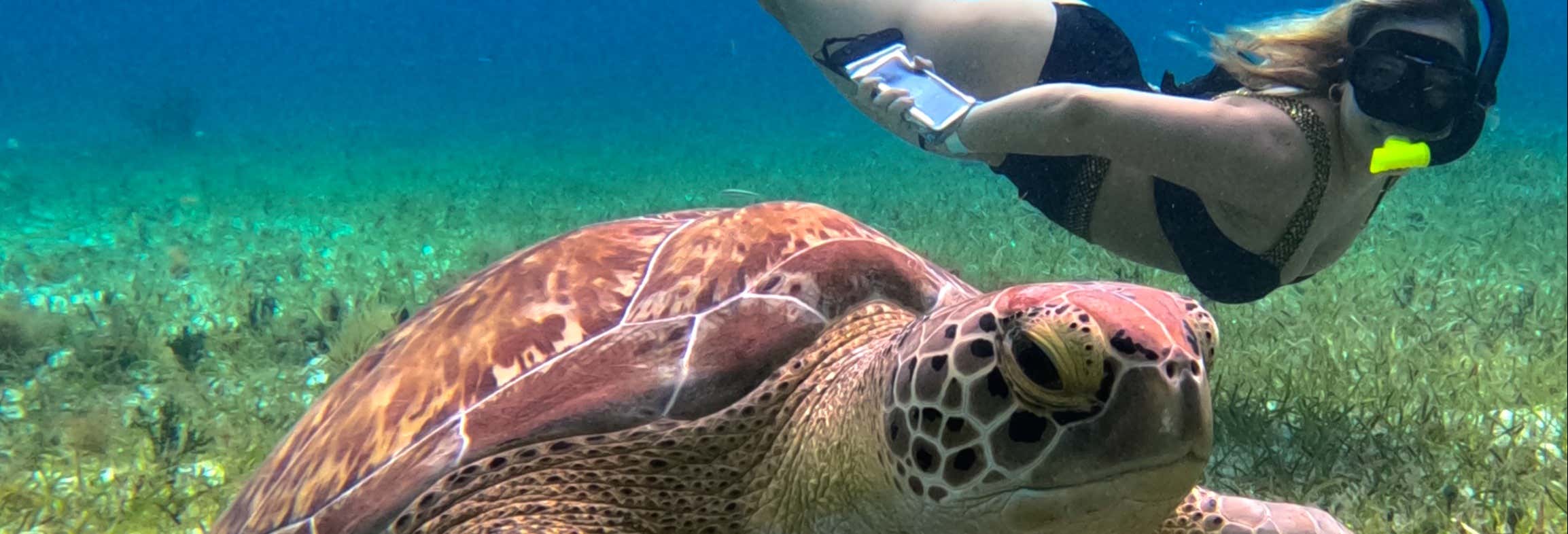 Snorkel en el santuario de tortugas de Cozumel