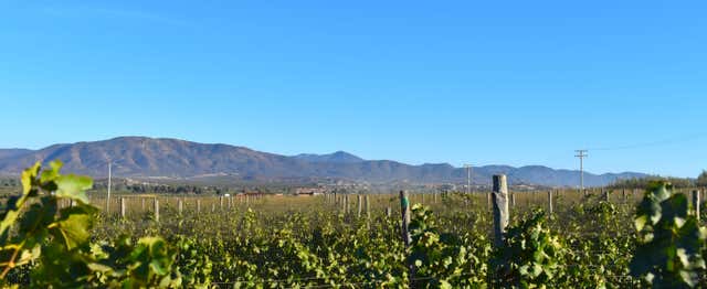 Ruta del vino por el Valle de Guadalupe