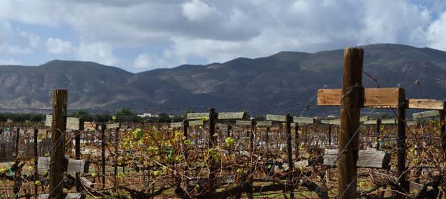 Tour dei vini e dei formaggi nella Valle di Guadalupe