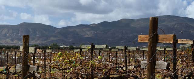 Tour del vino y el queso por el Valle de Guadalupe