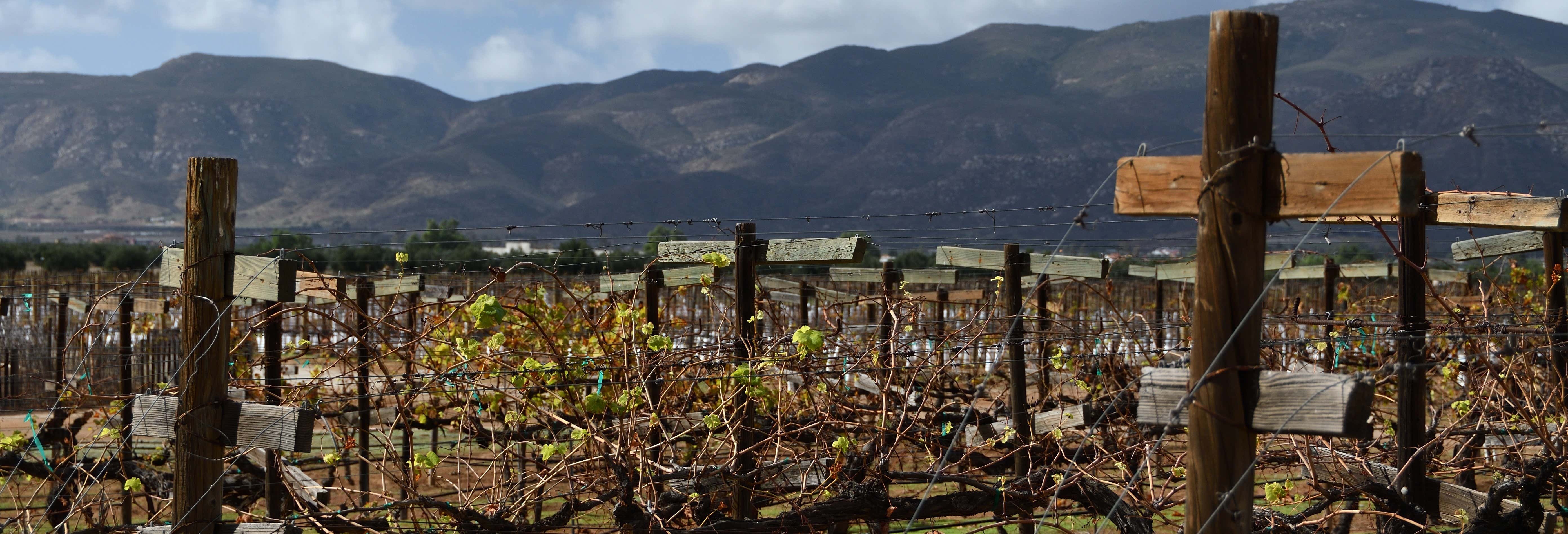 Tour dei vini e dei formaggi nella Valle di Guadalupe