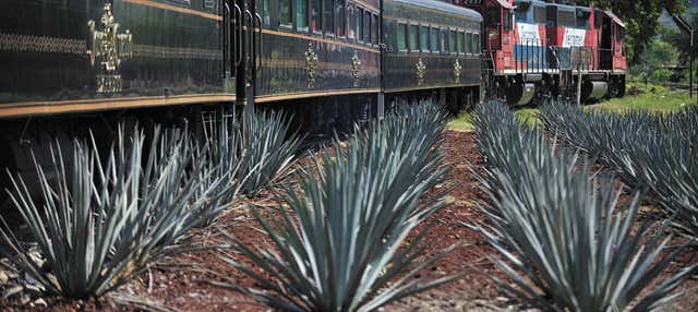 Escursione a Tequila con spettacolo mariachi + Treno José Cuervo Express