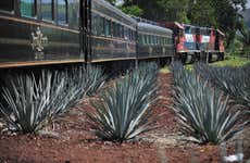 Tour to Tequila + Jose Cuervo Express Train & Mariachi Show
