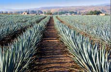 Tequila Day Trip + Visit to José Cuervo’s La Rojeña Distillery