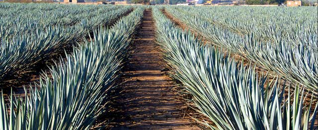 Excursion à Tequila