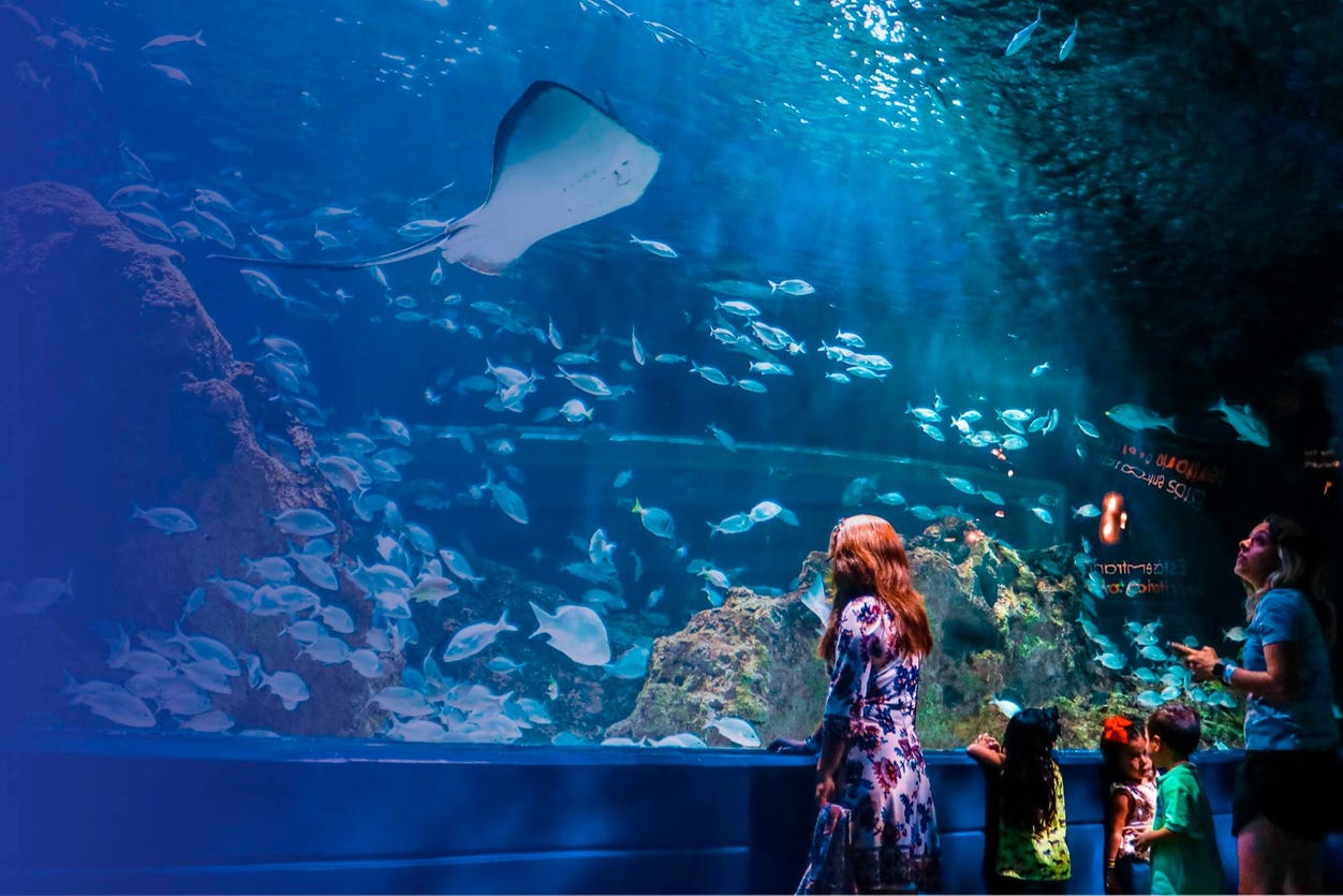 Tour por Guadalajara y el Acuario Michin