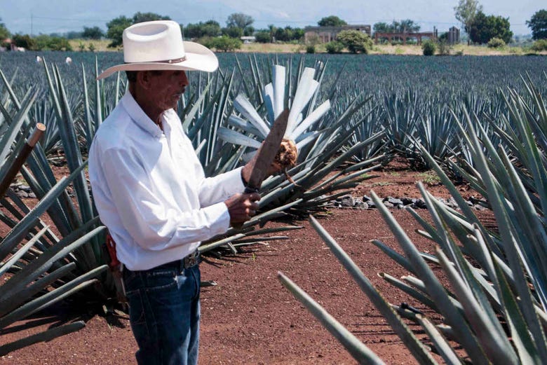 Excursión a Tequila