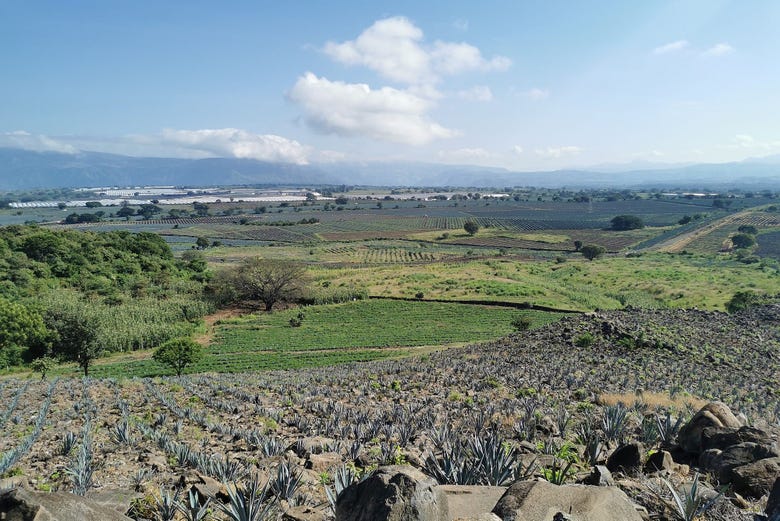 Paseo a caballo por Tequila + Visita a una destilería con cata