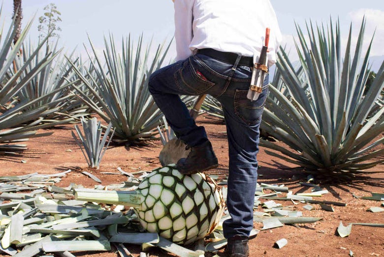 Excursión a Tequila