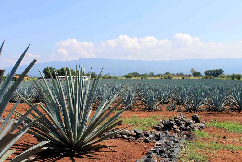 Excursión a Tequila