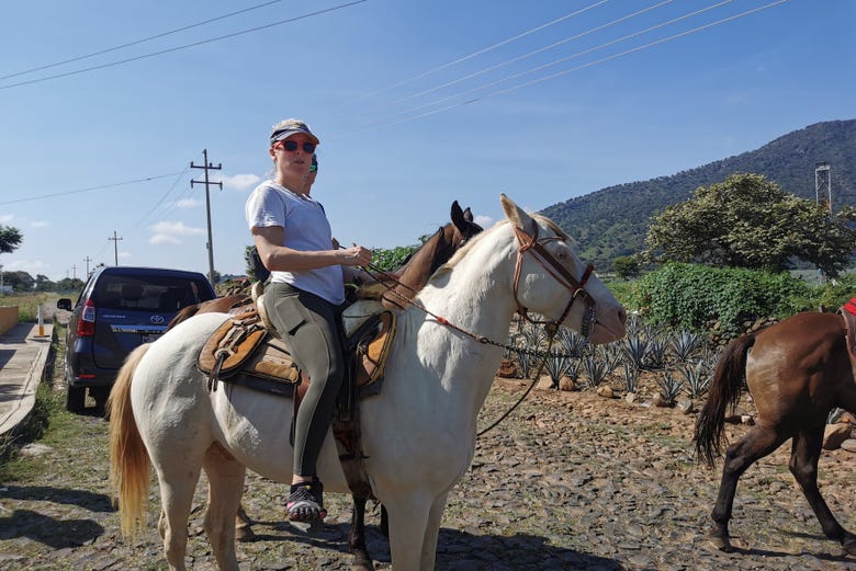 Paseo a caballo por Tequila + Visita a una destilería con cata