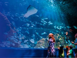 Tour por Guadalajara y el Acuario Michin