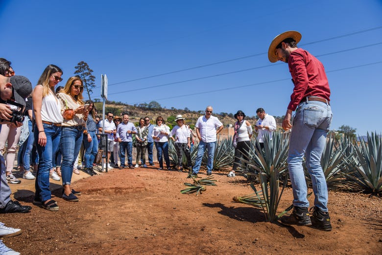 Visita a la destilería Casa Sauza + Espectáculo de ballet folklórico