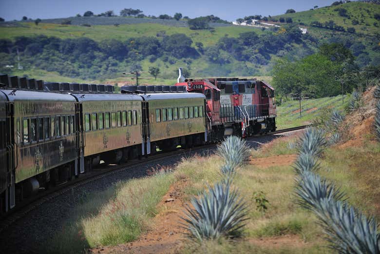 Excursión a Tequila + Tren José Cuervo Express finalizando en Guadalajara