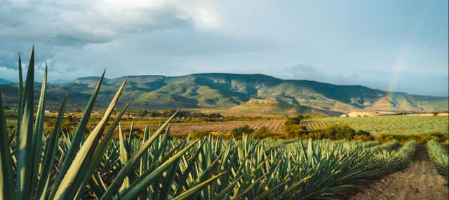 Escursione a Tequila e visita a una distilleria con degustazione