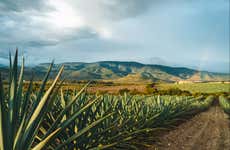 Excursão a Tequila com visita a uma destilaria e degustação