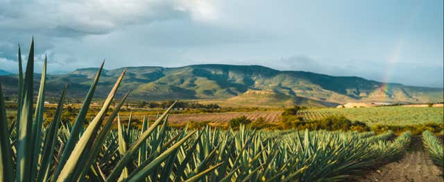 Excursion à Tequila avec visite d'une distillerie et dégustation