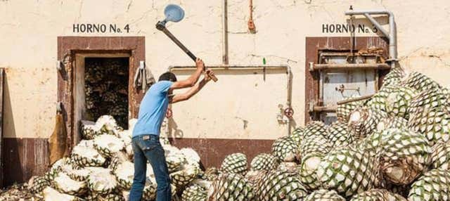 Visita delle distillerie Tequila Selecto ed El Cascahuín