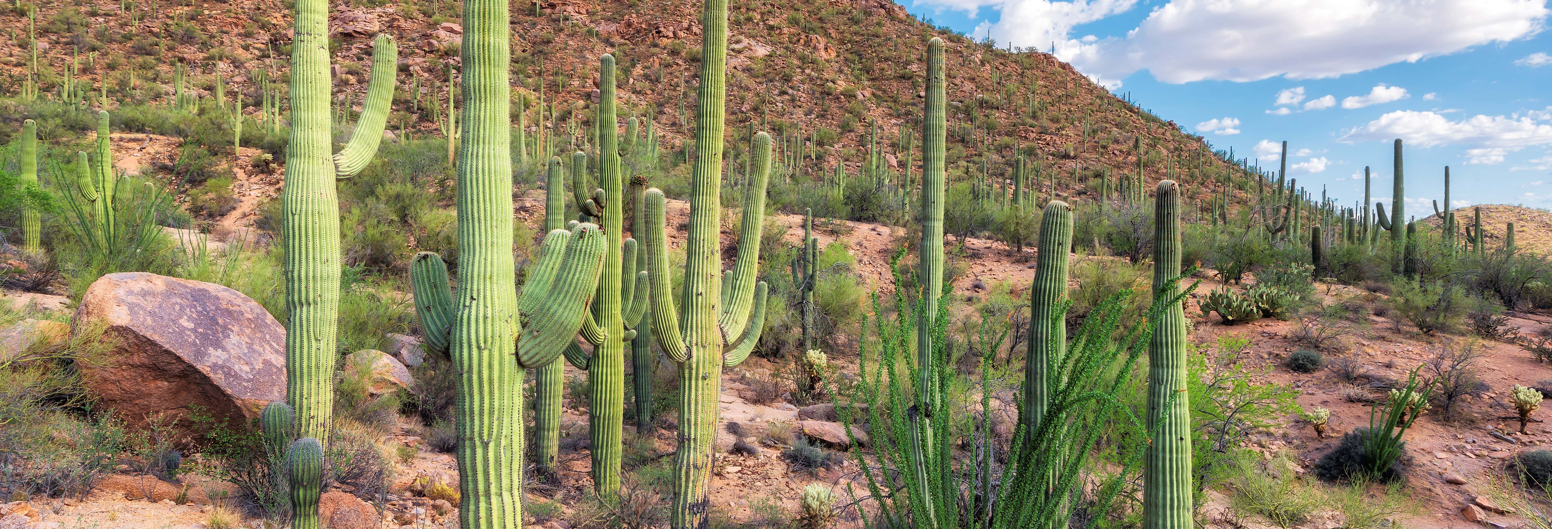 Sonora Desert 3 Day Tour