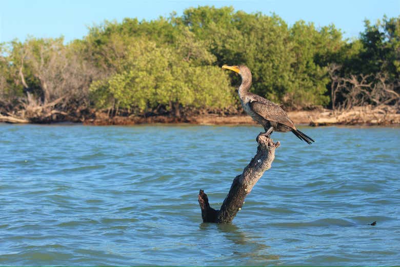 Imagen de Tour en kayak por Holbox