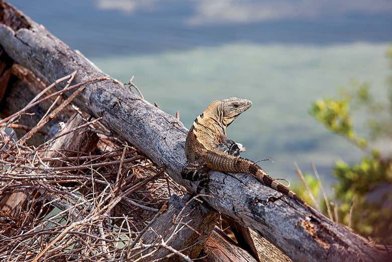 Imagen de Tour en lancha por la laguna Yalahau y su cenote