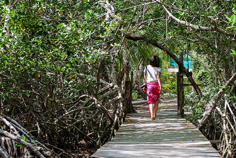 Imagen de Tour en lancha por la laguna Yalahau y su cenote