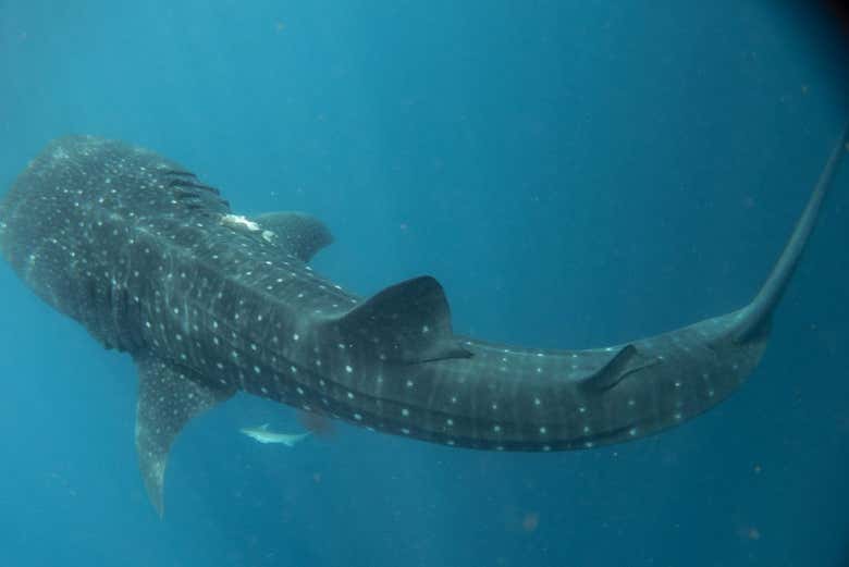 Snorkel con tiburones ballena en Holbox