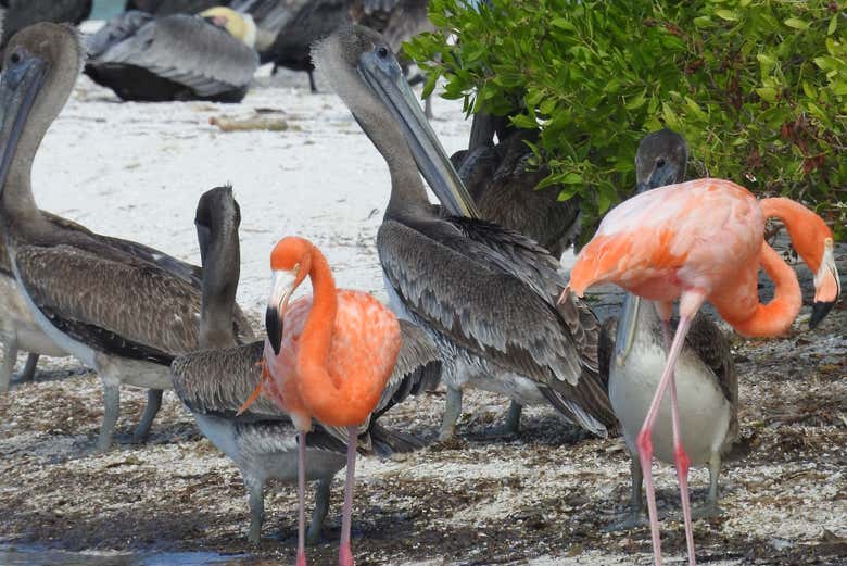 Imagen de Tour en lancha por la laguna Yalahau y su cenote