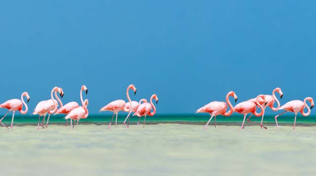 Holbox