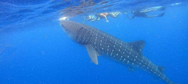 Snorkeling con squali balena a Holbox