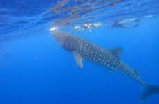 Snorkelling with Whale Sharks in Holbox