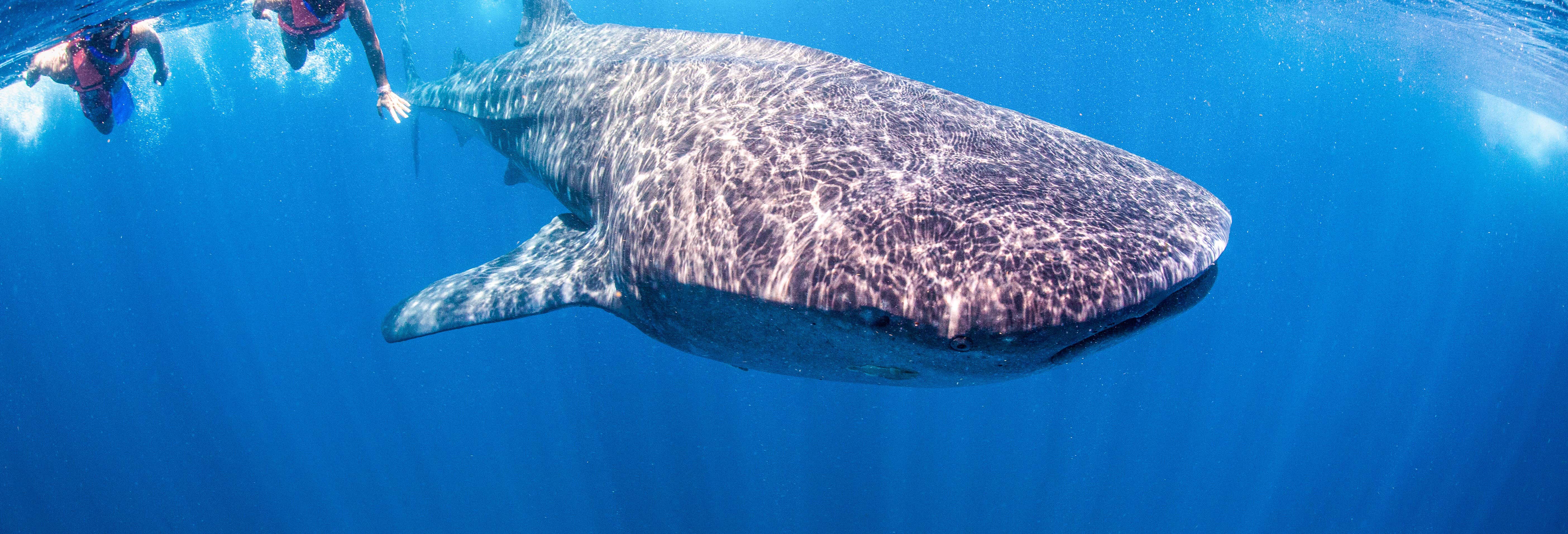 Snorkelling with Whale Sharks in Holbox