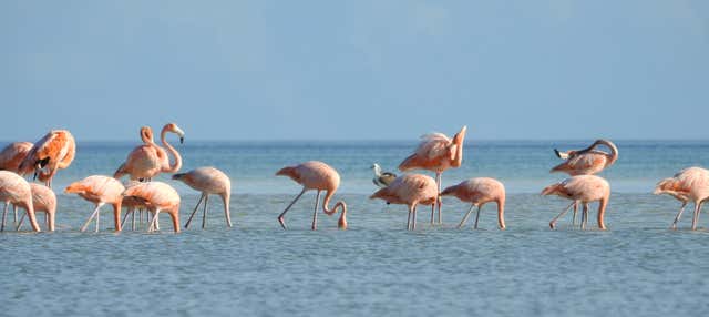Tour della laguna Yalahau e del suo cenote in barca