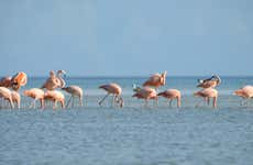 Yalahau Lagoon & Cenote Speedboat Tour