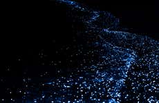 Bioluminescent Plankton Kayak Tour