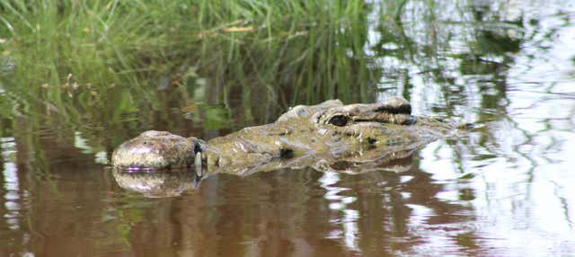 Avvistamento di uccelli e coccodrilli + Liberazione di tartarughe