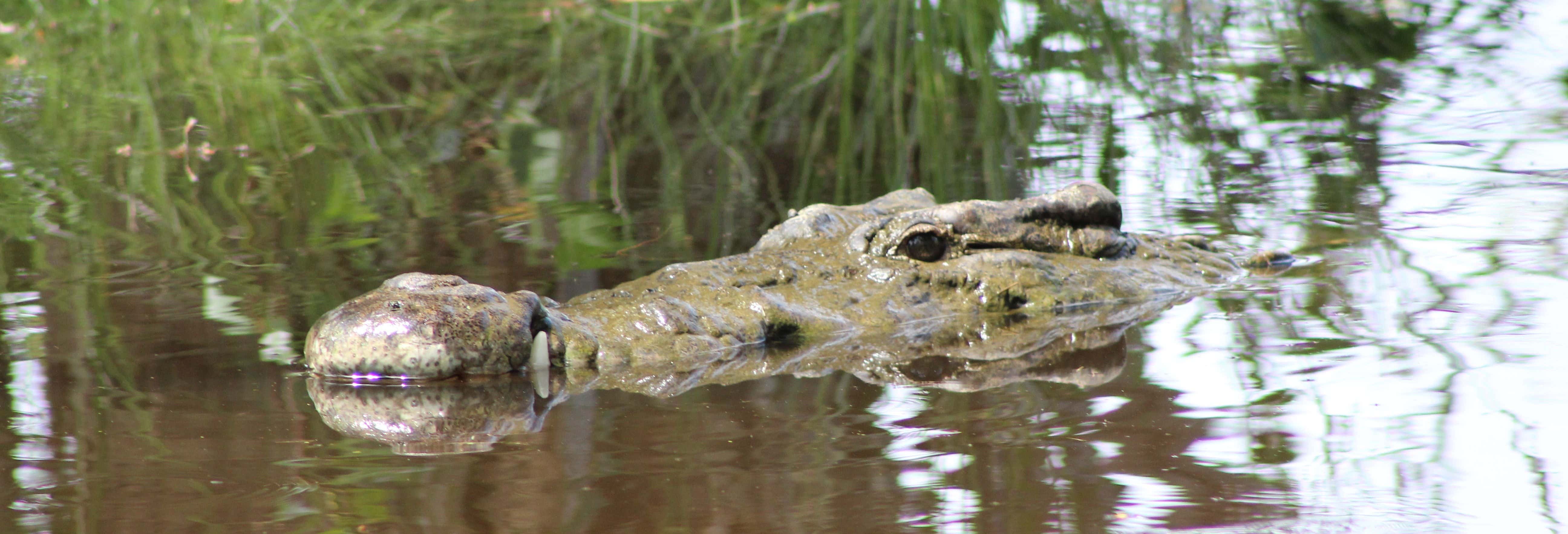 Avvistamento di uccelli e coccodrilli + Liberazione di tartarughe