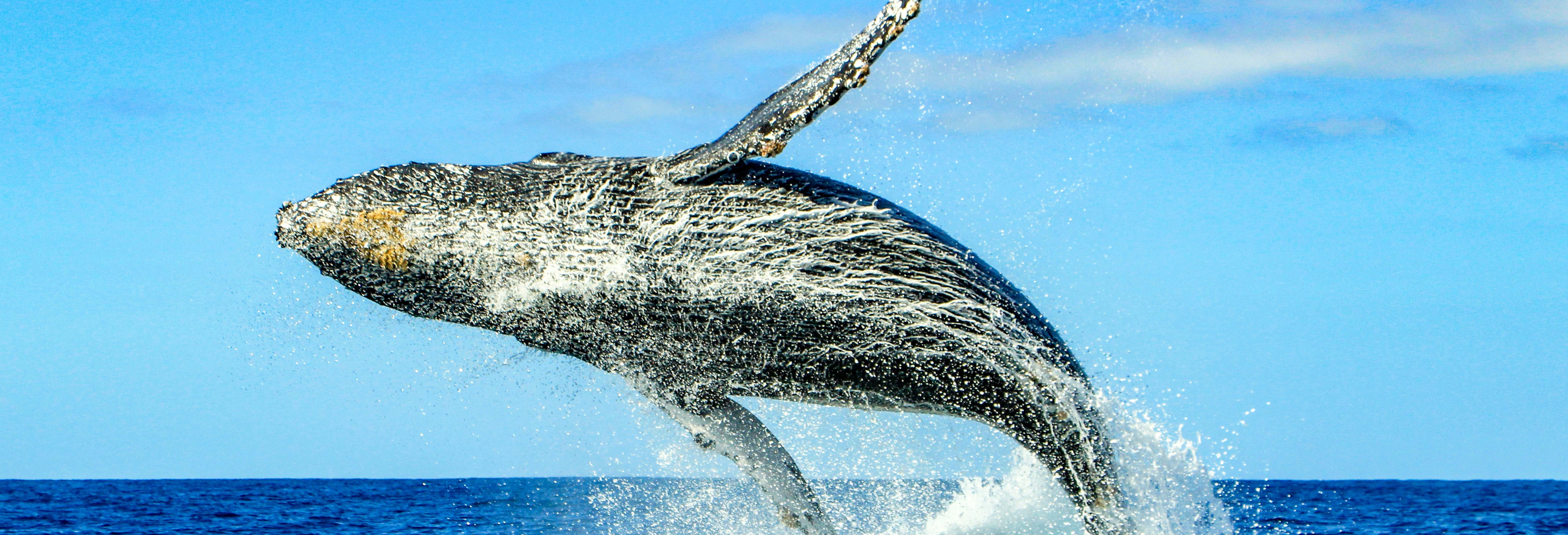 Whale watching a Huatulco