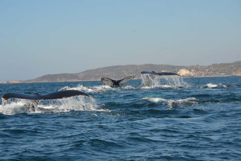 Imagen 6
