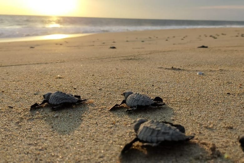 Avistamiento de aves y cocodrilos + Liberación de tortugas