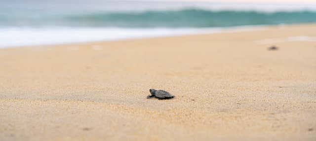 Liberazione di tartarughe a Puerto Ángel