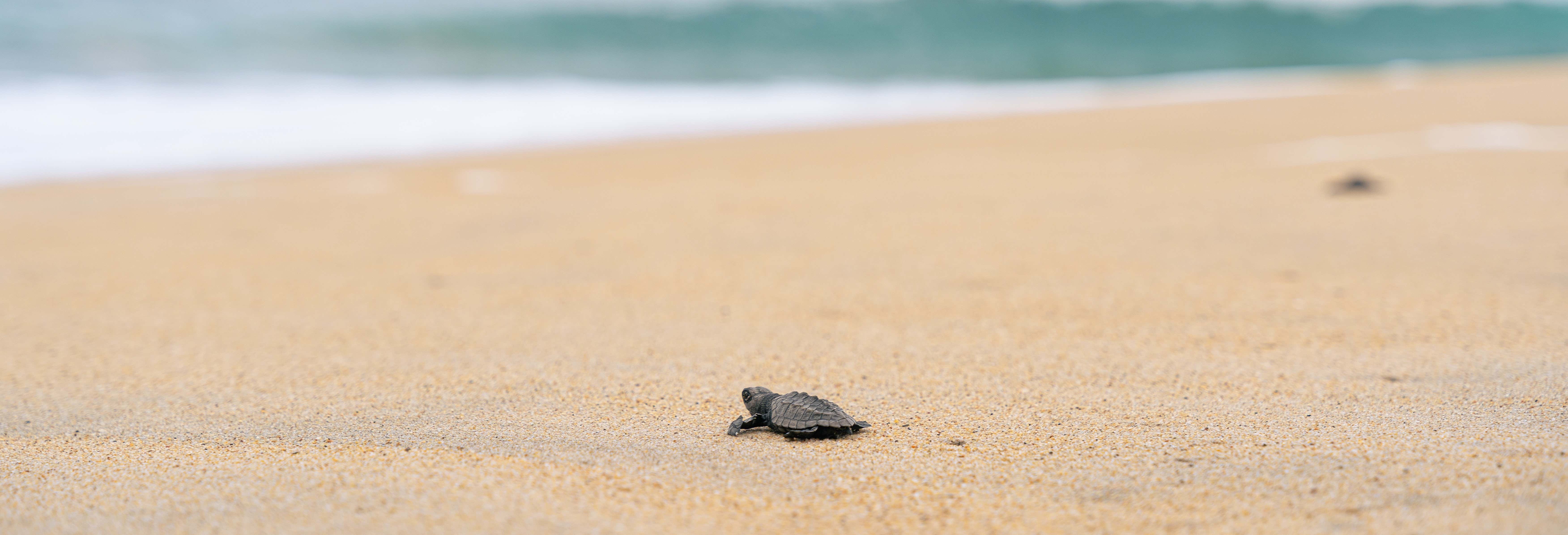 Liberazione di tartarughe a Puerto Ángel