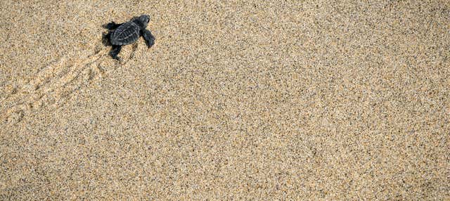Liberazione di tartarughe + Tour serale della Laguna de Manialtepec