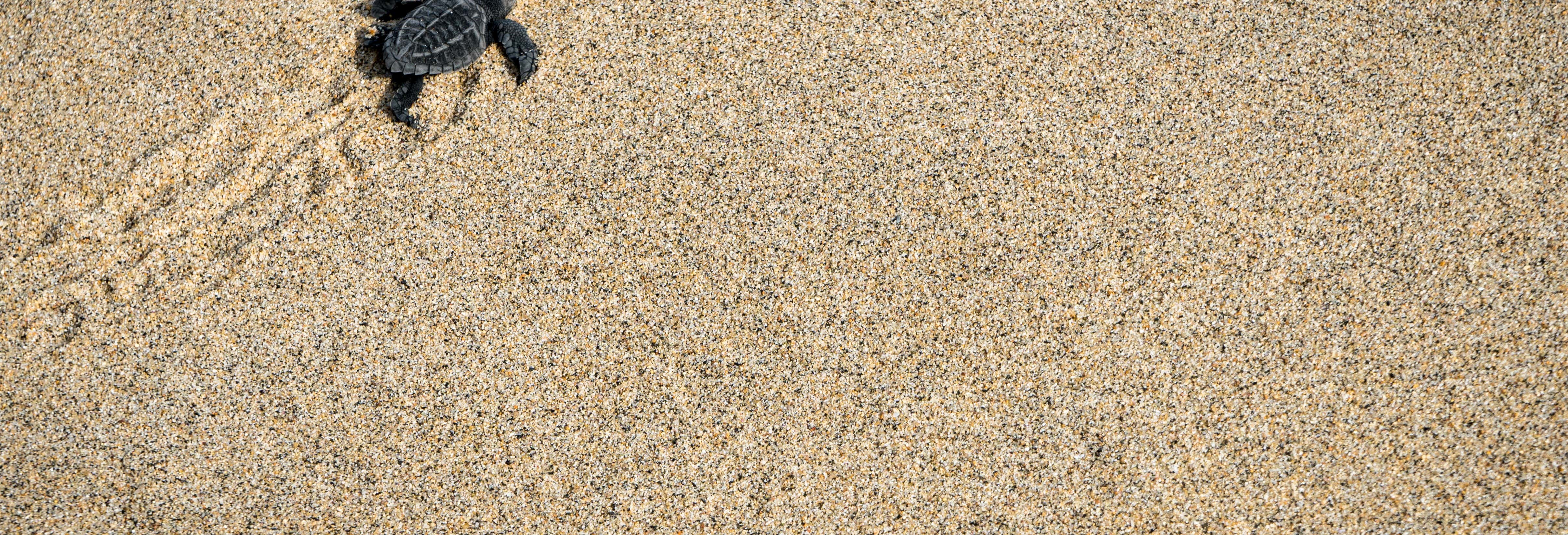 Liberazione di tartarughe + Tour serale della Laguna de Manialtepec