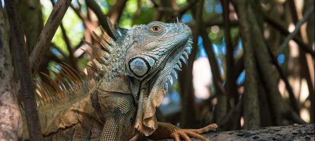 Tour di Ventanilla, Mazunte e Zipolite