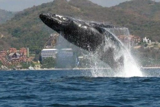 Avistamiento de ballenas en Ixtapa Zihuatanejo