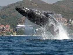 Avistamiento de ballenas en Ixtapa Zihuatanejo